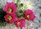 echinocereus