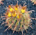 ferocactus