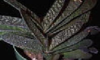 gasteria