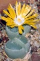 lithops