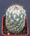 mammillaria