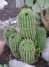 notocactus