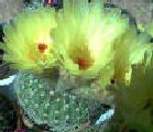 notocactus
