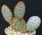 opuntia