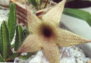 stapelia