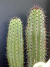 stapelia