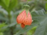 Abutilon