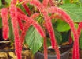 Acalypha