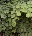 Adiantum