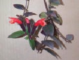 Aeschynanthus