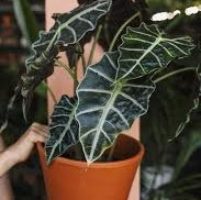 Alocasia