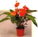 Anthurium