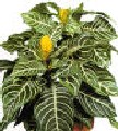 Aphelandra