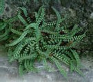 Asplenium