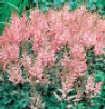 Astilbe