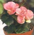 Begonia