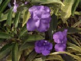 int, Brunfelsia