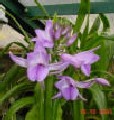 Calanthe