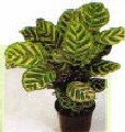 Calathea