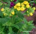 Calceolaria