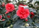 Camelia