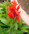 Canna Indica