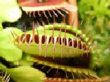 Piante Carnivore