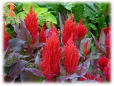 Celosia