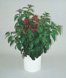 Cestrum
