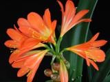 Clivia