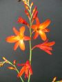 Crocosmia