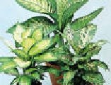 Dieffenbachia