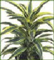 int, Dracena