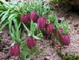 Fritillaria