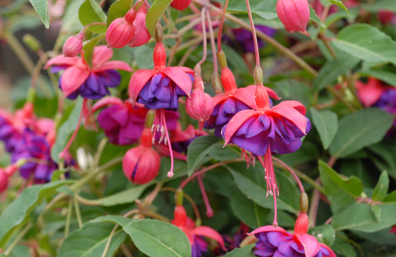 Fucsia pianta