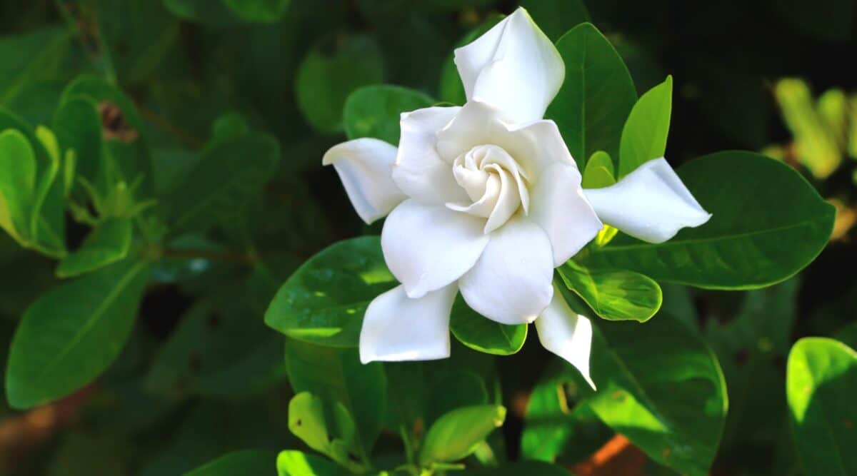 Gardenia coltivare