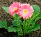 Gerbera