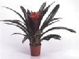 int, Guzmania