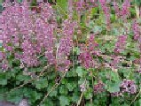 int, Heuchera