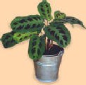 Maranta