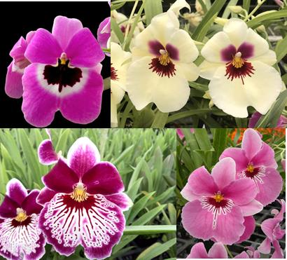 int, Miltonia