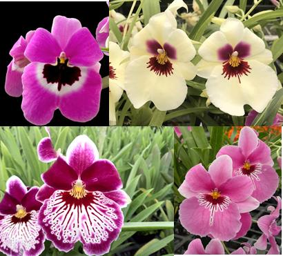 Miltonia