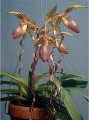 Paphiopedilum