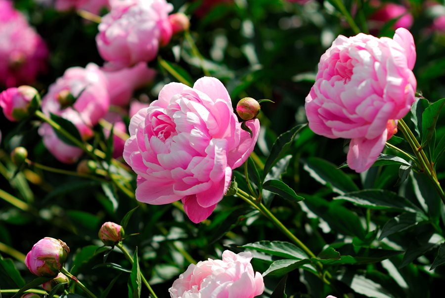 int, Peonia
