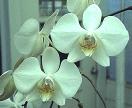 Phalaenopsis