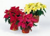 Poinsettia