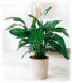 int, Spatiphyllum