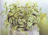 int, Tradescantia
