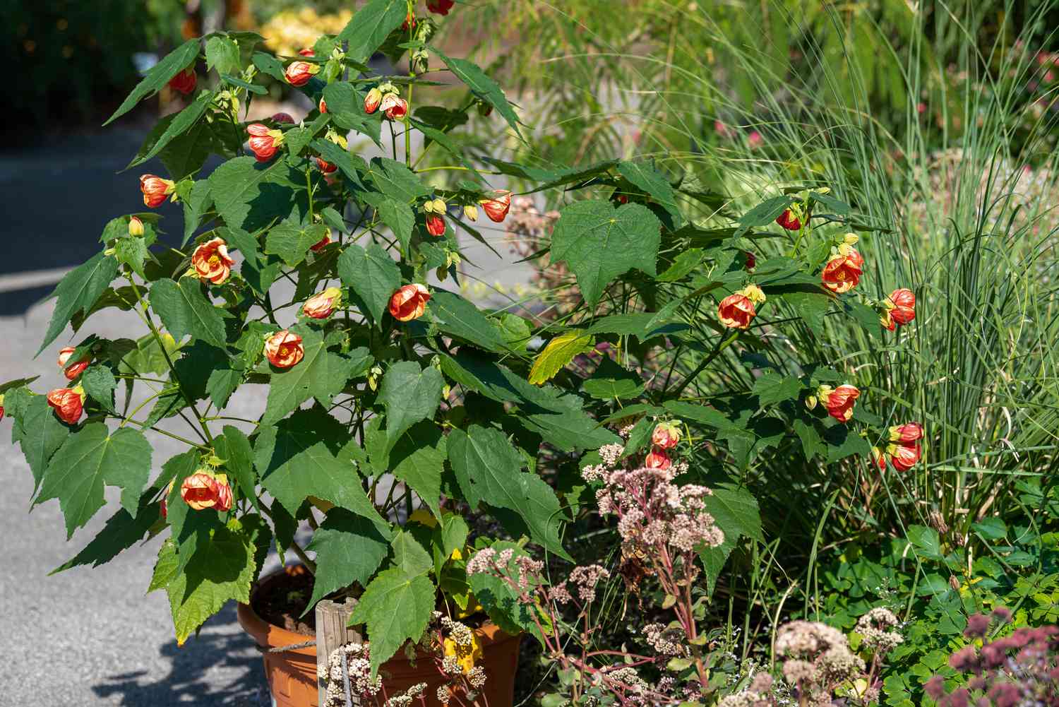 Abutilon