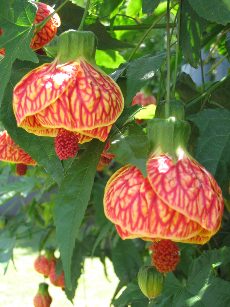 Abutilon Pianta